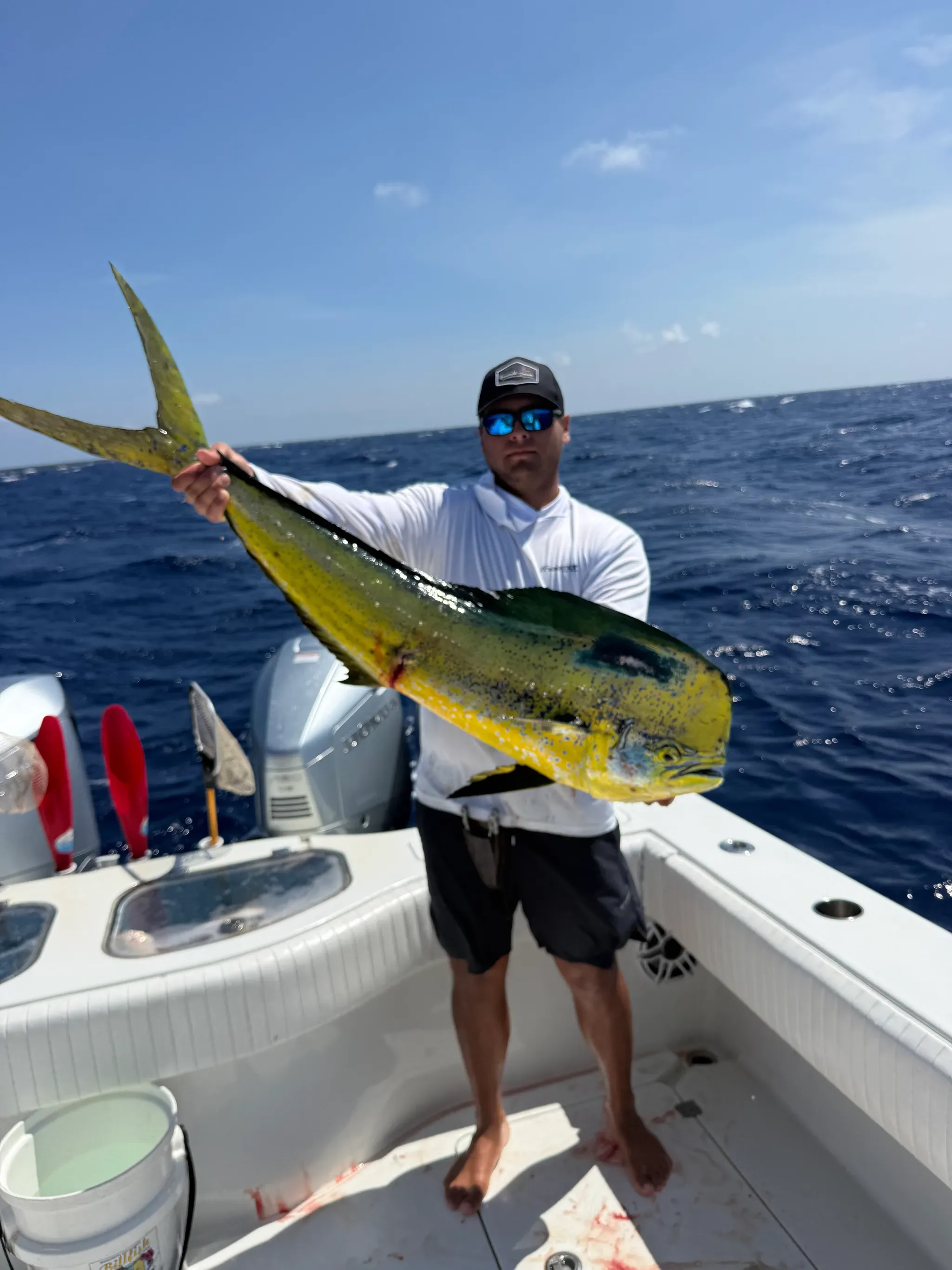 Mahi-Mahi
